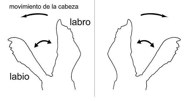 Allograpta flower fly larval mouth part movement 2001