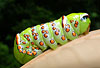 moth_caterpillars蛾の幼虫