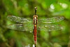 dragonfliesトンボ